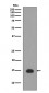 Anti-Histone H3 (acetyl K4) HIST1H3A Rabbit Monoclonal Antibody
